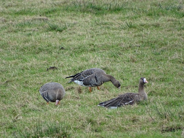 乒乓球作为 乒乓球作为